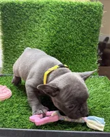 Bella, a female French Bulldog for sale in Columbus, GA – 4 of 4