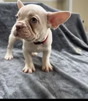 Cruz, a male French Bulldog for sale in Columbus, GA – 4 of 4