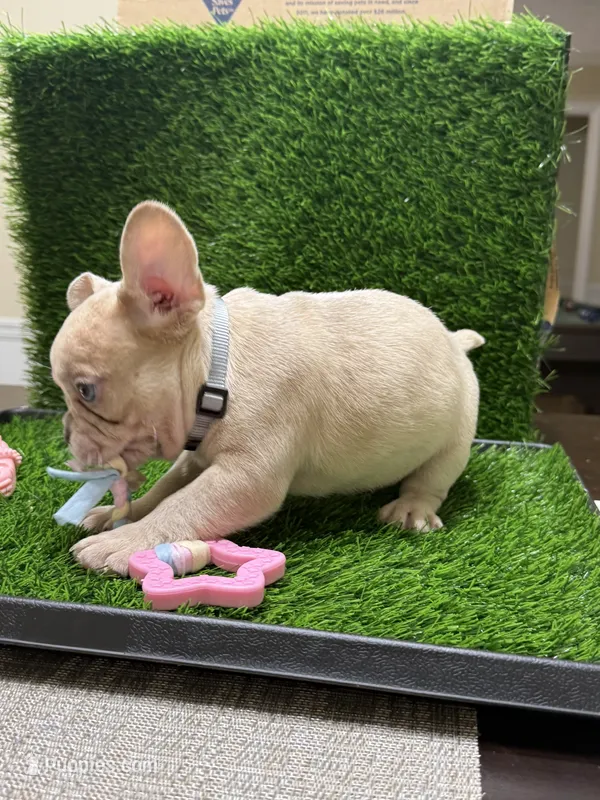 Chip – French Bulldog puppy for sale in Columbus, GA