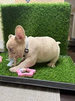Chip, a male French Bulldog for sale in Columbus, GA – 1 of 5