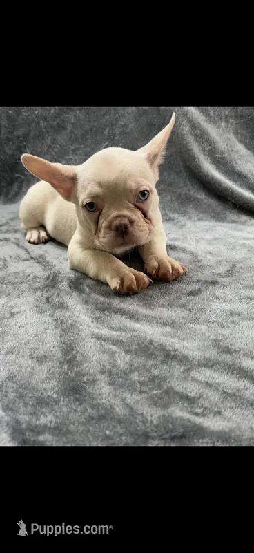 Gordo – French Bulldog puppy for sale in Columbus, GA