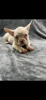 Gordo, a male French Bulldog for sale in Columbus, GA – 1 of 6