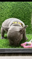 Bella, a female French Bulldog for sale in Columbus, GA – 2 of 4