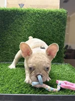 Chip, a male French Bulldog for sale in Columbus, GA – 5 of 5