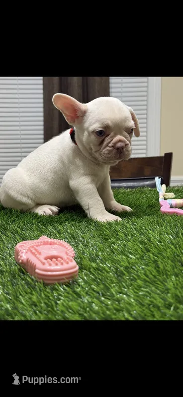 Cruz – French Bulldog puppy for sale in Columbus, GA