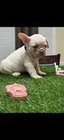Cruz, a male French Bulldog for sale in Columbus, GA – 1 of 5