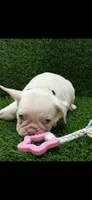 Cruz, a male French Bulldog for sale in Columbus, GA – 2 of 5