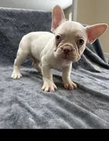 Cruz, a male French Bulldog for sale in Columbus, GA – 2 of 4