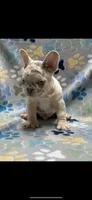 Kodi, a male French Bulldog for sale in Columbus, GA – Photo 1 of 4