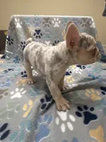 Kodi, a male French Bulldog for sale in Columbus, GA – Photo 3 of 4