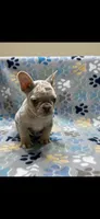 Kodi, a male French Bulldog for sale in Columbus, GA – Photo 2 of 4