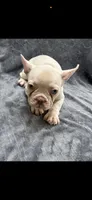 Gordo, a male French Bulldog for sale in Columbus, GA – 5 of 6