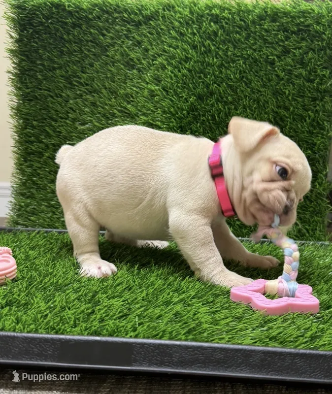 Stella – French Bulldog puppy for sale in Columbus, GA