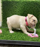 Stella, a female French Bulldog for sale in Columbus, GA – 1 of 3