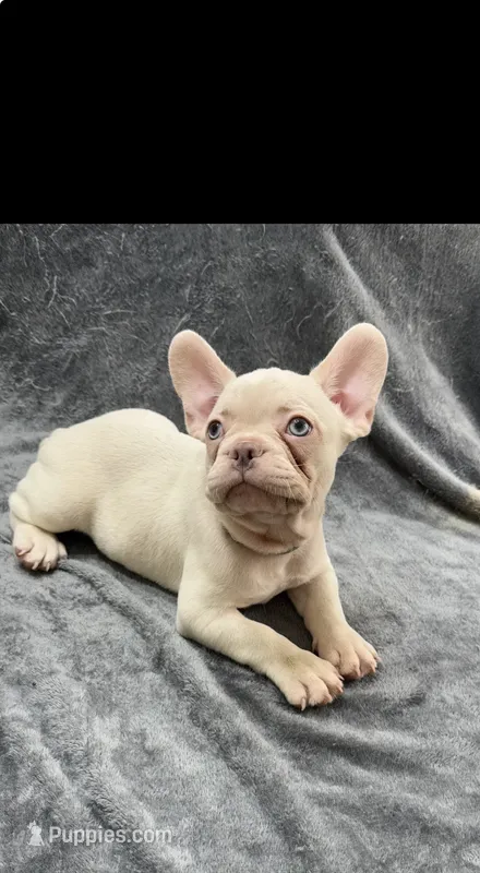 Skylar – French Bulldog puppy for sale in Columbus, GA