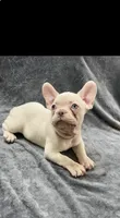 Kodi, a male French Bulldog for sale in Columbus, GA – 3 of 5