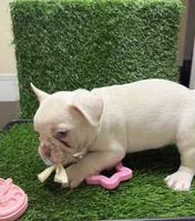 Gordo, a male French Bulldog for sale in Columbus, GA – 3 of 6