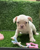 Nolan, a male French Bulldog for sale in Columbus, GA – 3 of 6
