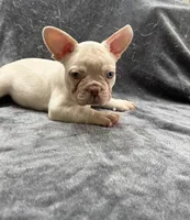 Gordo, a male French Bulldog for sale in Columbus, GA – 6 of 6