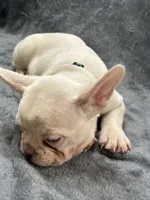 Kodi, a male French Bulldog for sale in Columbus, GA – 5 of 5