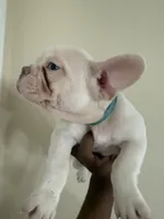 Kodi, a male French Bulldog for sale in Columbus, GA – 4 of 5