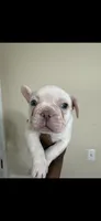Gordo, a male French Bulldog for sale in Columbus, GA – 4 of 6