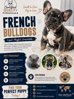 Zoey, a female French Bulldog for sale in Columbus, GA – 5 of 5
