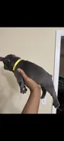 Bella, a female French Bulldog for sale in Columbus, GA – 3 of 4
