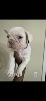 Cruz, a male French Bulldog for sale in Columbus, GA – 5 of 5