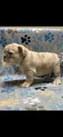 Pebbles- Fluffy Carrier, a female French Bulldog for sale in Columbus, GA – Photo 3 of 5