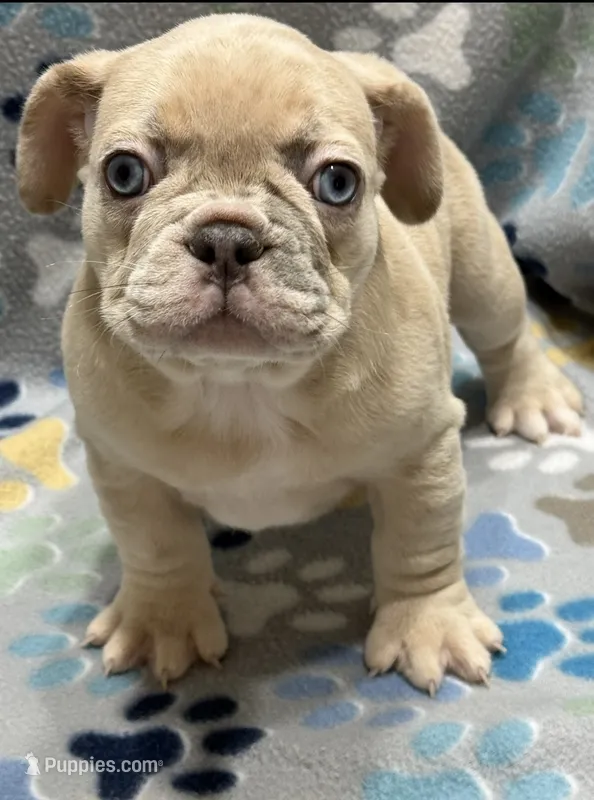 Pebbles- Fluffy Carrier