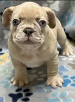 Pebbles- Fluffy Carrier, a female French Bulldog for sale in Columbus, GA – Photo 1 of 5