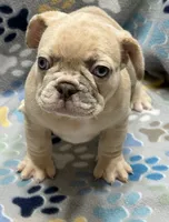 Pebbles- Fluffy Carrier, a female French Bulldog for sale in Columbus, GA – Photo 5 of 5