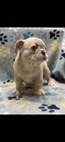 Pebbles- Fluffy Carrier, a female French Bulldog for sale in Columbus, GA – Photo 4 of 5