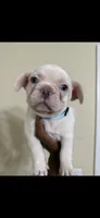 Nolan, a male French Bulldog for sale in Columbus, GA – 4 of 6