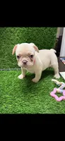 Stella, a female French Bulldog for sale in Columbus, GA – 2 of 3