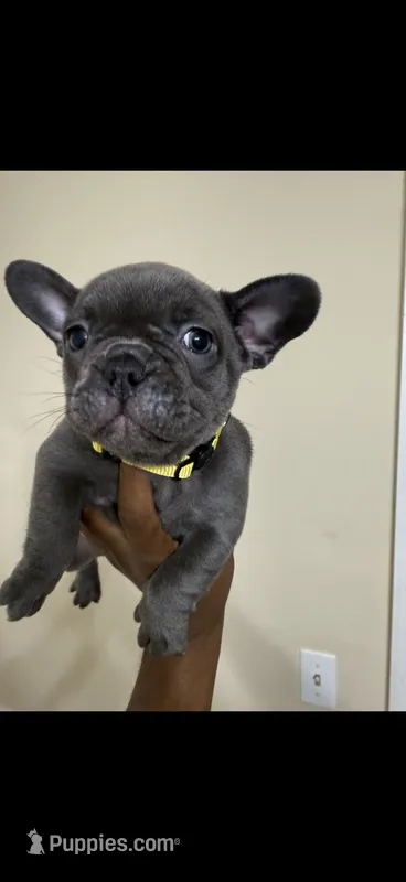 Bella – French Bulldog puppy for sale in Columbus, GA