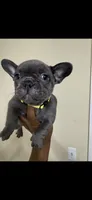 Bella, a female French Bulldog for sale in Columbus, GA – 1 of 4