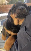 Zeus, a male Rottweiler for sale in Denver, CO – Photo 3 of 4