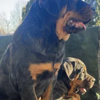 Max, a male Rottweiler for sale in Denver, CO – Photo 2 of 6