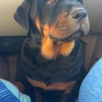 Max, a male Rottweiler for sale in Denver, CO – Photo 1 of 6