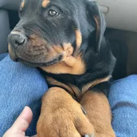Max, a male Rottweiler for sale in Denver, CO – Photo 6 of 6