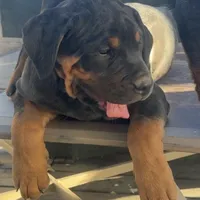 Max, a male Rottweiler for sale in Denver, CO – Photo 3 of 6