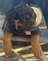 Max, a male Rottweiler for sale in Greeley, CO – Photo 1 of 3