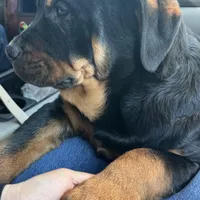 Max, a male Rottweiler for sale in Denver, CO – Photo 5 of 6