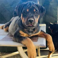 Max, a male Rottweiler for sale in Denver, CO – Photo 4 of 6