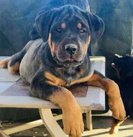 Max, a male Rottweiler for sale in Greeley, CO – Photo 2 of 3