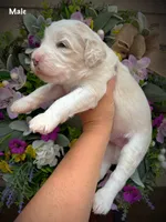 Nelson, a male Aussiedoodle for sale in Ellsinore, MO – 4 of 4