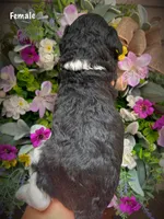Nellie, a female Aussiedoodle for sale in Ellsinore, MO – 3 of 4
