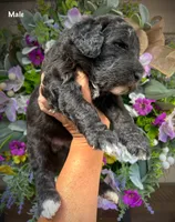 Nash, a male Aussiedoodle for sale in Ellsinore, MO – 2 of 5